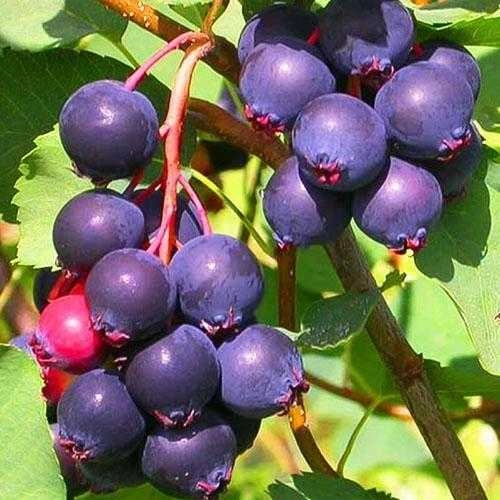 Ирга канадская Красноярская Ирга канадская Красноярская