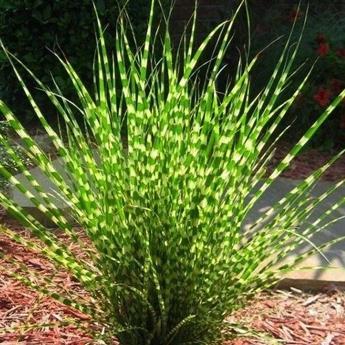 Мискантус китайский Strictus Dwarf 40 см Мискантус китайский Strictus Dwarf 40 см
