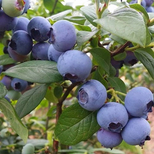 Голубика Блюголд С3 Голубика Блюголд С3