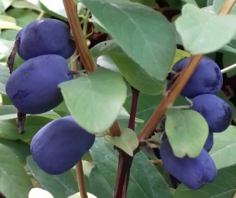 Жимолость съедобная Сердце гиганта Жимолость съедобная Сердце гиганта