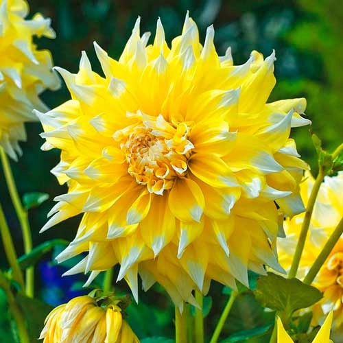 Георгина Grand Prix (уп. 1 шт) Георгина Grand Prix (уп. 1 шт)