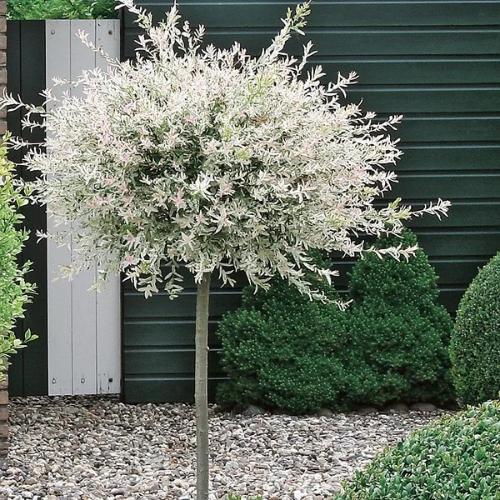 Ива Hakuro-nishiki на штамбе C5 Ива Hakuro-nishiki на штамбе C5