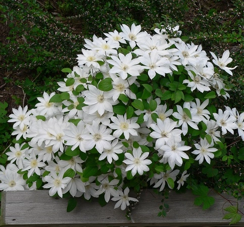 Клематис Титания Клематис Титания