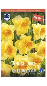 Нарцисс Orange Juice