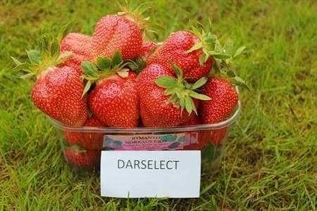 Клубника Дарселлект Клубника Дарселлект