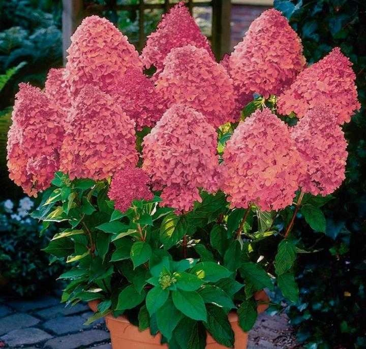 Гортензия Magical Fire метельчатая C3 2-хлетка Гортензия Magical Fire метельчатая C3 2-хлетка