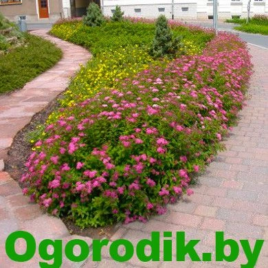 Спирея Antony Waterer Спирея Antony Waterer