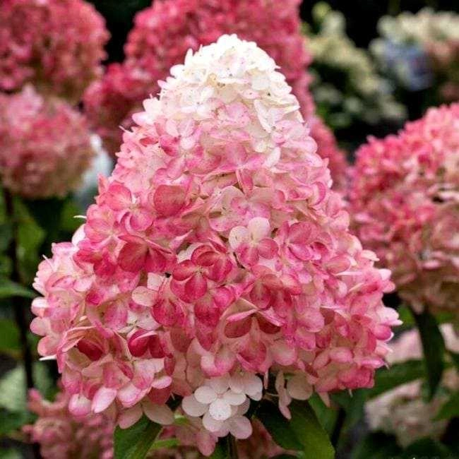 Гортензия Pink Lady метельчатая С3 Гортензия Pink Lady метельчатая С3