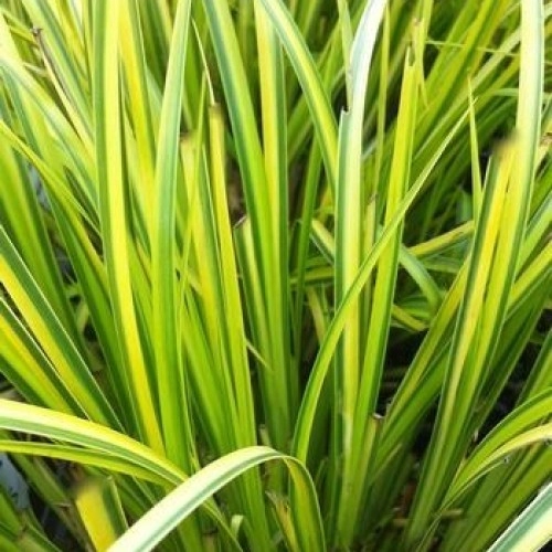 Аир злаковый Oborozuki Аир злаковый Oborozuki