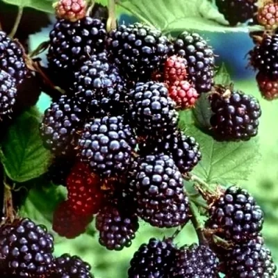 Ежевика бесшипная Торнлес Эвергрин Ежевика бесшипная Торнлес Эвергрин