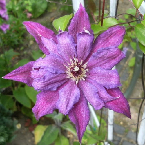 Клематис Кэтлин Данфорд Клематис Кэтлин Данфорд