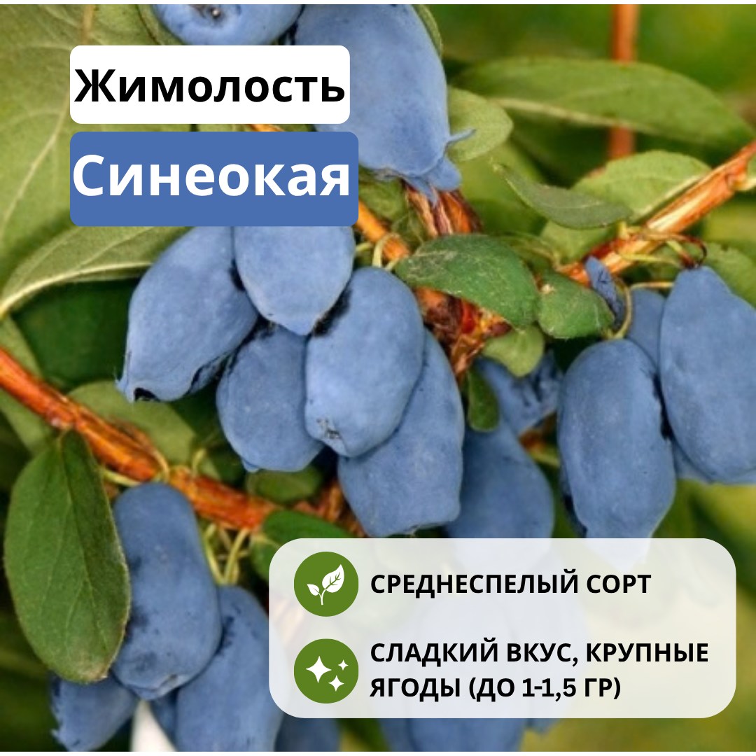 Жимолость Синеокая съедобная С2 Жимолость Синеокая съедобная С2