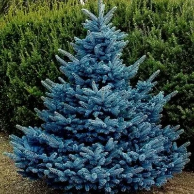 Ель Маджестик Блю (Majestik Blue) 30-40 см колючая