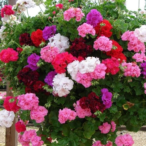 Рассада герани (пеларгонии) Рассада герани (пеларгонии)