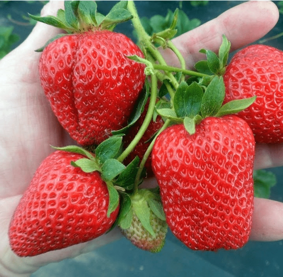 Клубника Сандра Клубника Сандра