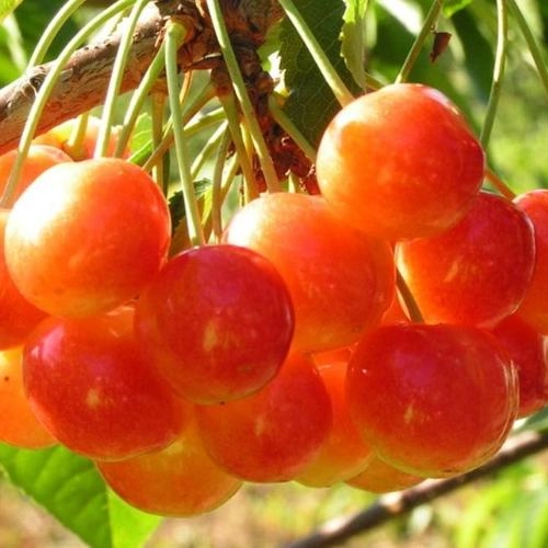 Черешня Соперница Черешня Соперница