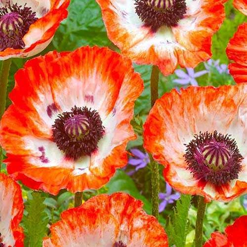 Мак Place Pigalle (уп. 1 шт) Мак Place Pigalle (уп. 1 шт)