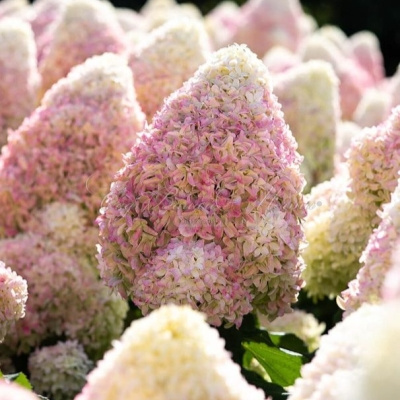 Гортензия Summer Love (Саммер Лав) метельчатая С3 3-хлетка