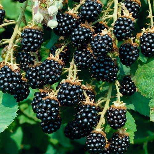 Ежевика бесшипная Прайм Арк Фридом Ежевика бесшипная Прайм Арк Фридом