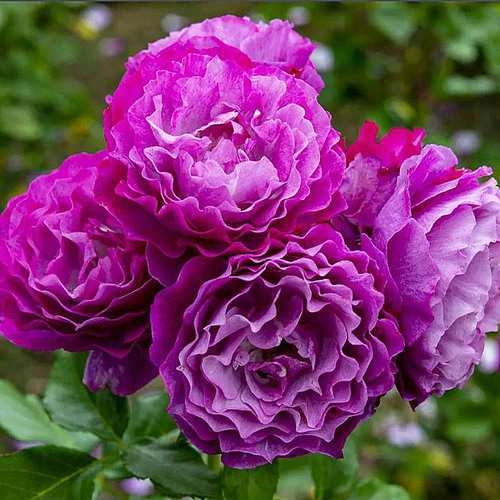 Роза на штамбе Blue Eden (чайно-гибридная) Роза на штамбе Blue Eden (чайно-гибридная)