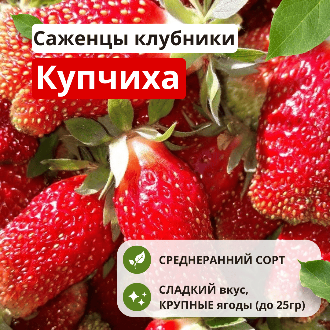 Клубника Купчиха Клубника Купчиха