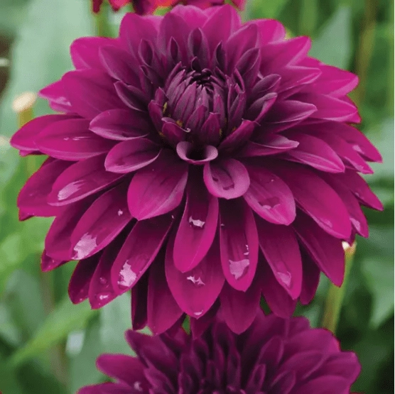 Георгина Thomas Edison (уп. 1 шт) Георгина Thomas Edison (уп. 1 шт)