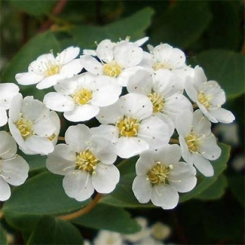 Спирея Arguta (таволга) С3 Спирея Arguta (таволга) С3