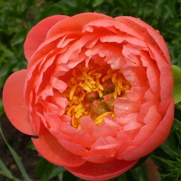 Пион Coral Sunset Пион Coral Sunset