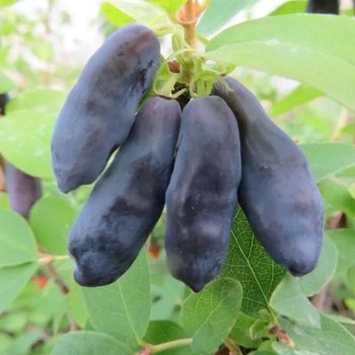 Жимолость съедобная Блю Банана С2 Жимолость съедобная Блю Банана С2