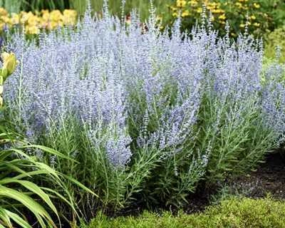 Перовския Blue Spire лебедолистная Перовския Blue Spire лебедолистная