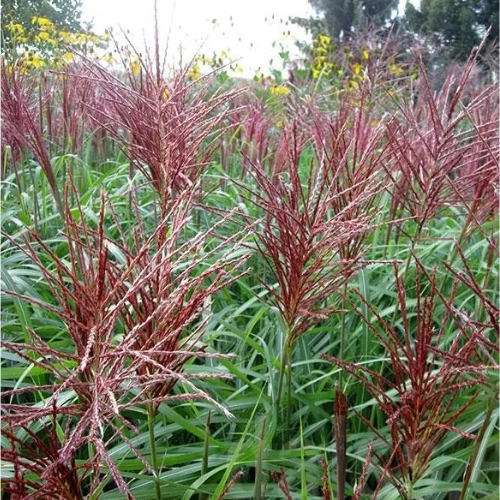 Мискантус китайский Rotsilber 50-60 см Мискантус китайский Rotsilber 50-60 см