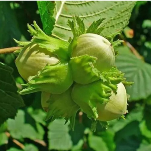 Фундук Фундук