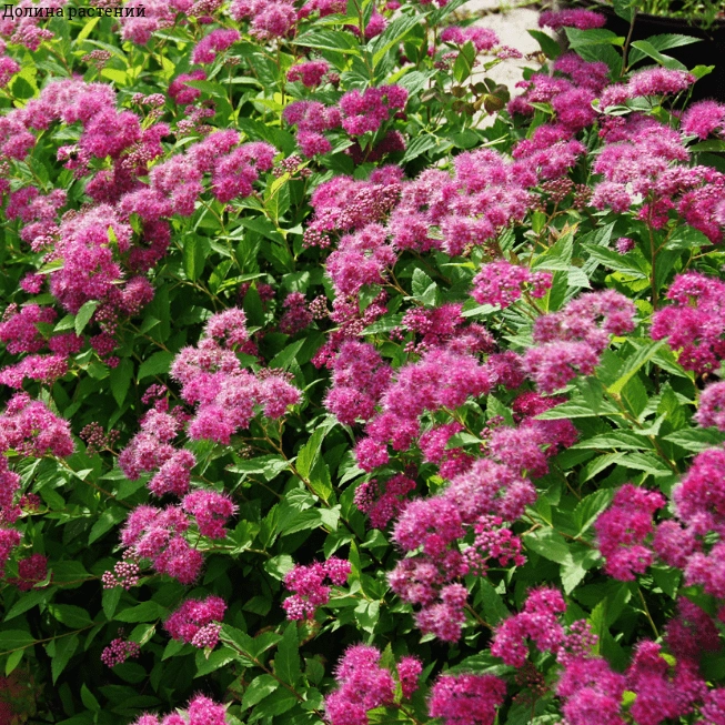 Спирея Crispa C3 Спирея Crispa C3