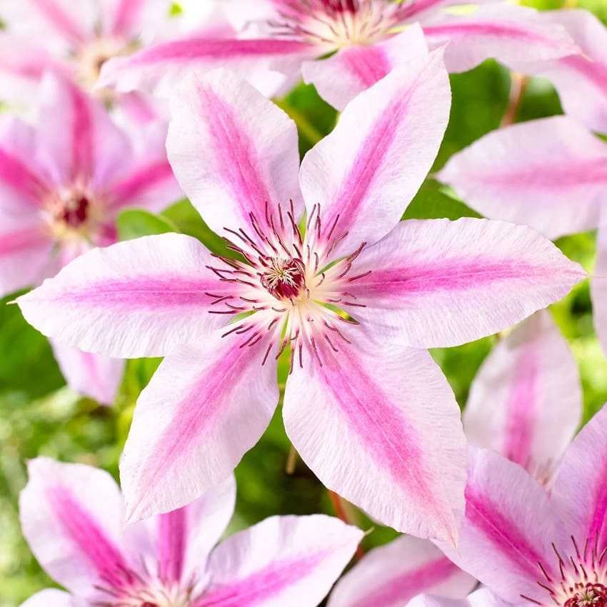 Клематис Нелли Мозер Клематис Нелли Мозер