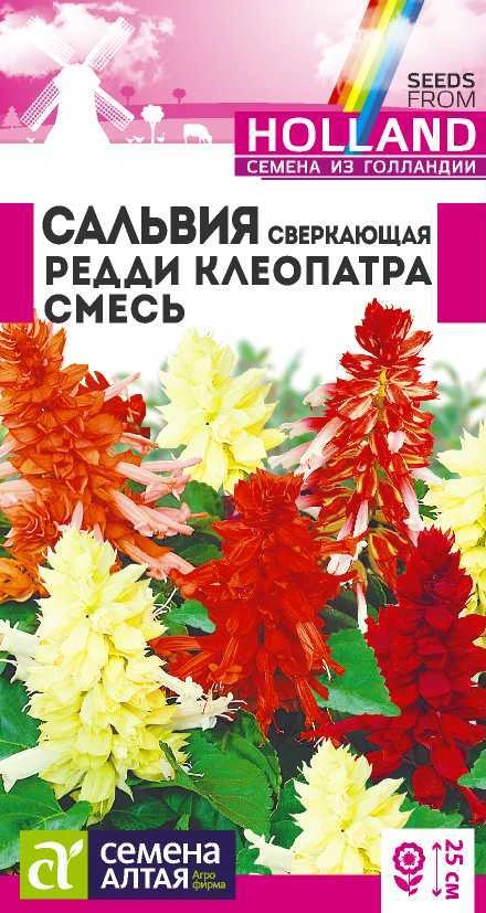 Сальвия Редди Клеопатра, 5 шт Сальвия Редди Клеопатра, 5 шт