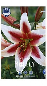 Лилия Miss Lily