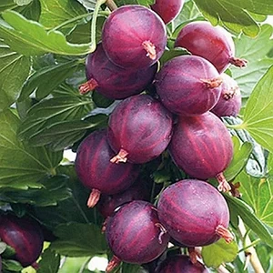 Крыжовник Грушенька С2