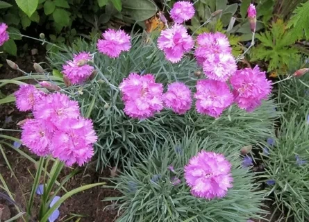 Гвоздика перистая C3