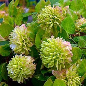 Клематис "Sen-no-kaze" (Сен-но-Кейз) Экстра Клематис "Sen-no-kaze" (Сен-но-Кейз) Экстра