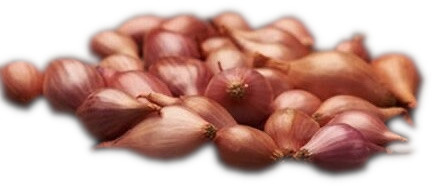 Лук-севок Кривичский (Крывицки) розовый, 1 кг