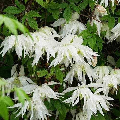 Клематис Княжик Альбина Плена Клематис Княжик Альбина Плена