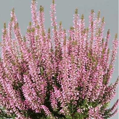 Вереск Пинк Беттина (Pink Bettina)