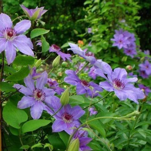 Клематис Миссис Хоуп Клематис Миссис Хоуп