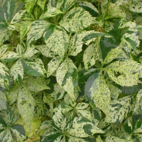 Виноград девичий Star Showers Виноград девичий Star Showers