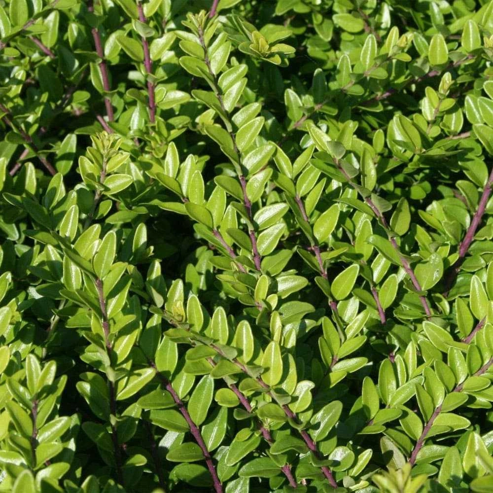 Жимолость шапочная Variegata Жимолость шапочная Variegata