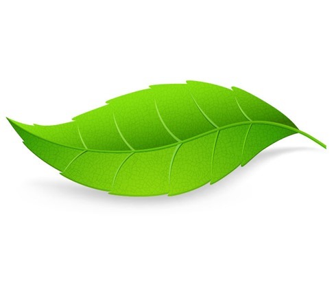 green-leaf-isolated-on-white-background-vector-illustration-72811.jpg