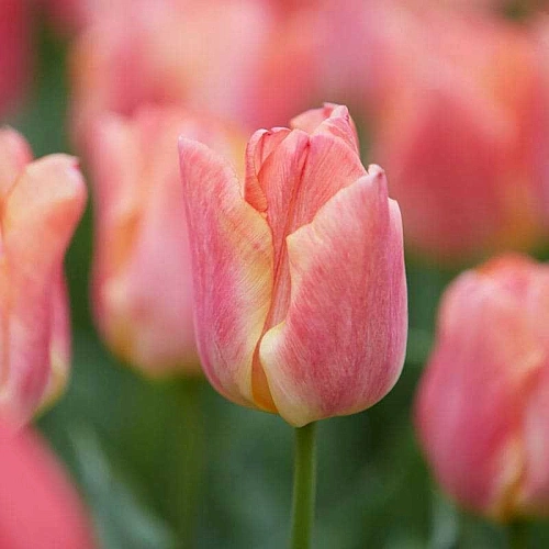 Тюльпан Passio Sweet (5 шт. в уп.) Тюльпан Passio Sweet (5 шт. в уп.)