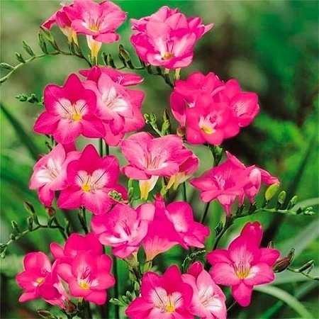 Фрезия Сингл Пинк 1 шт.