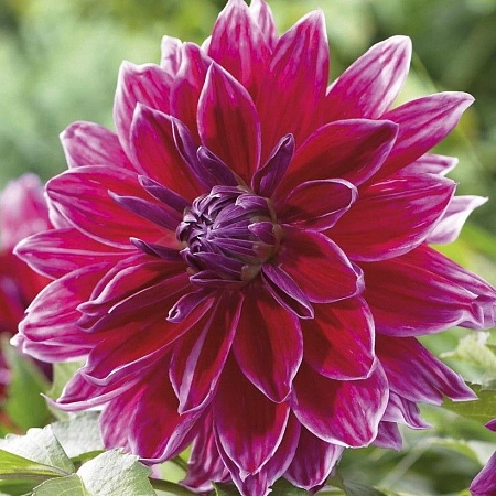 Георгина Decorative Dinnerplate Mero Star