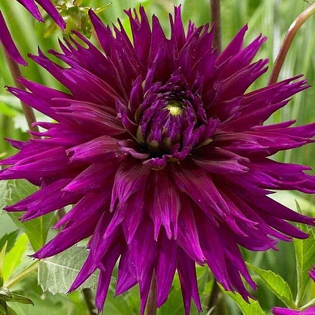 Георгина Ambition кактусовая (уп. 1 шт)